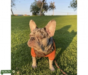 Merle French Bulldog Listing Image