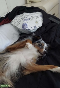 Mini Australian shepherd female blue meerle Listing Image