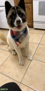 Female American akita Listing Image