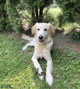 Looking to Breed  Listing Image