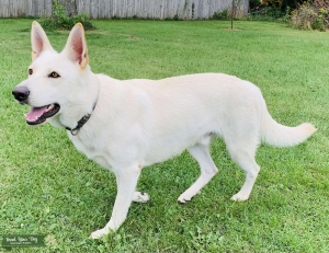 White German shepherd stud service Listing Image