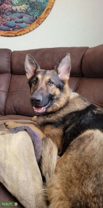 Female Sable GSD Listing Image
