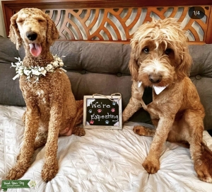 F1 Dark Red with White Goldendoodle Stud Listing Image
