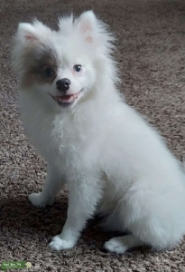 White Pomeranian Listing Image