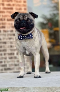 Perfect Stud Listing Image