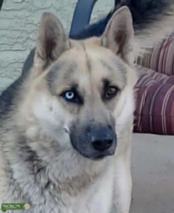 GSD/Husky mix Listing Image