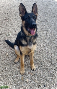 AKC German Shepherd stud  Listing Image