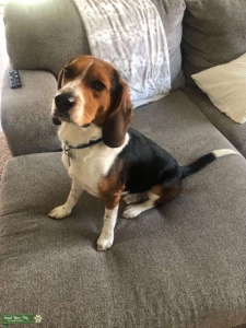 Purebred Beagle Stud Listing Image