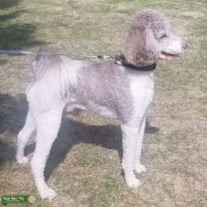New Standard Parti Poodle Stud Listing Image