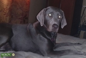 SILVER LAB GIRL LOOKING FOR HER STUD  Listing Image