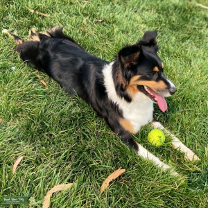 Small Standard Tri Color Aussie Pure Bred  Listing Image
