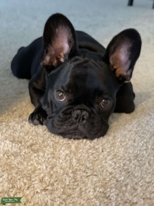 French bulldog  Listing Image
