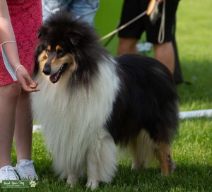 FCI registered Rough collie tricolor stud dog Listing Image
