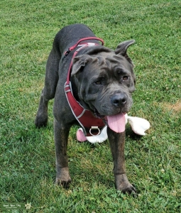 Blue Brindle Stud Listing Image