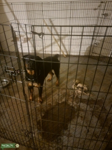 Rottweiler  Listing Image