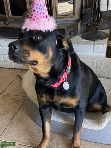 Looking for Rottweiler male Listing Image