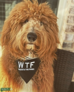 Beautiful Goldendoodle Stud Listing Image