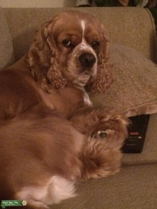 Blonde Cocker Spaniel Listing Image