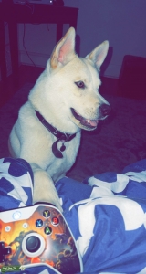 Male Akita  Listing Image