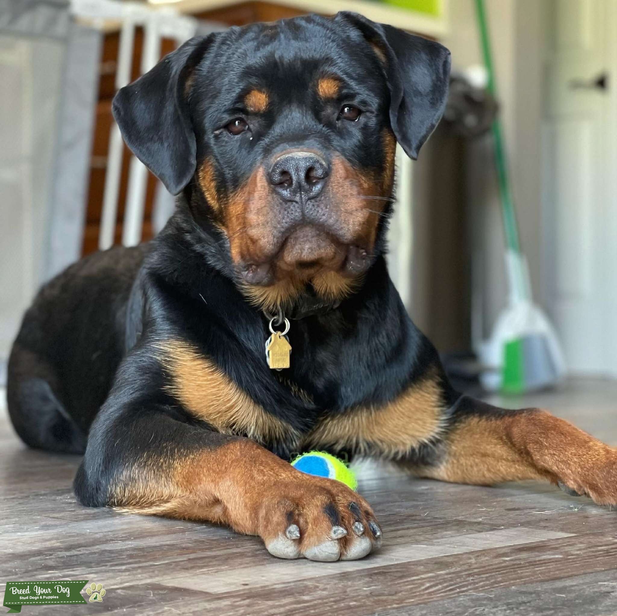 Rottweiler Stud Stud Dog in New York , the United States