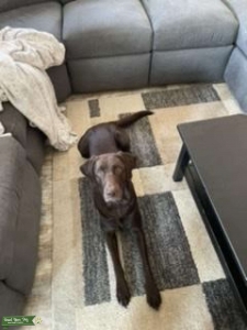Stud dog  Listing Image
