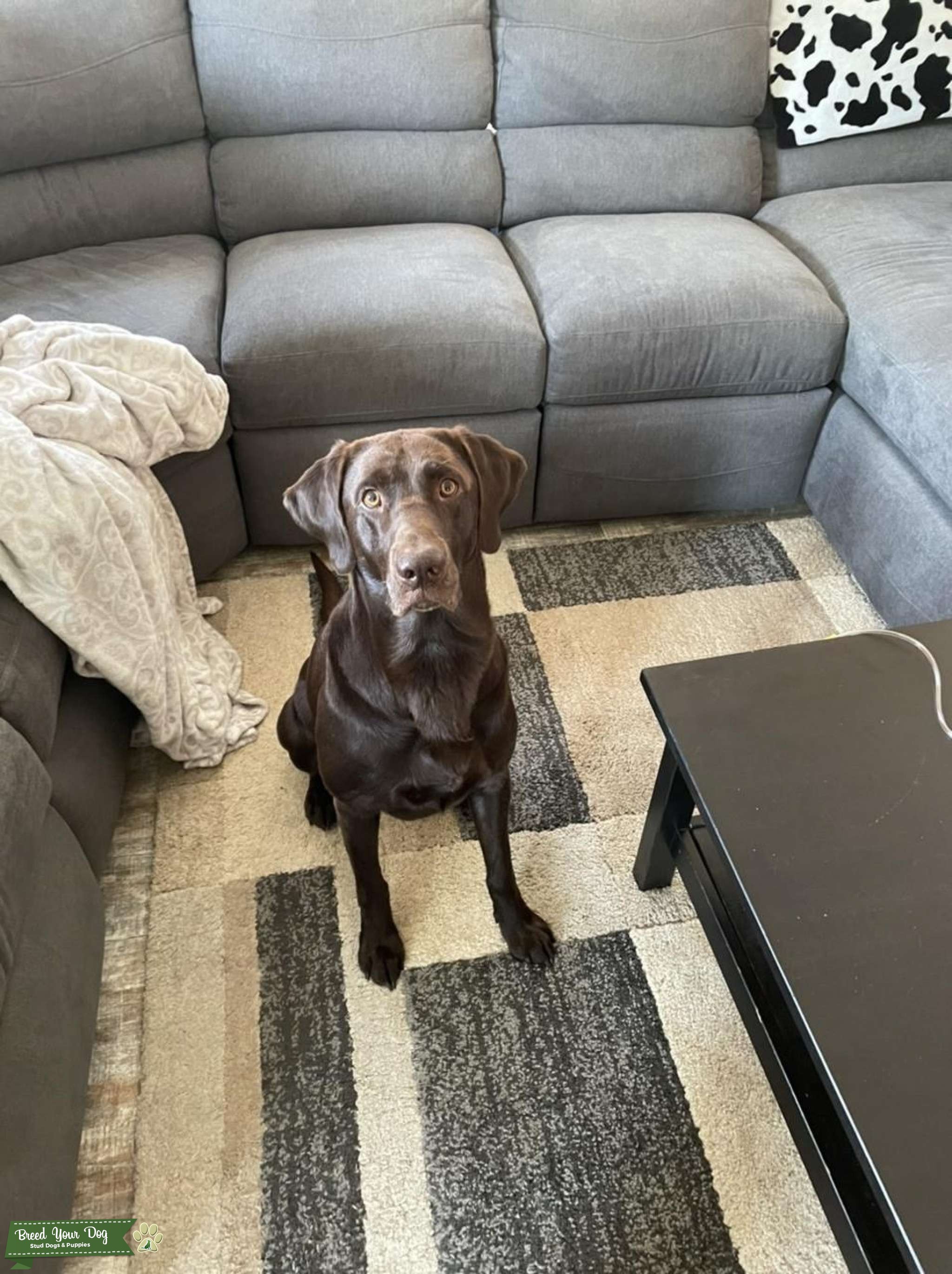 Stud dog Stud Dog Southeast Breed Your Dog