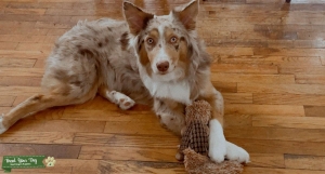 Australian shepherd stud Listing Image
