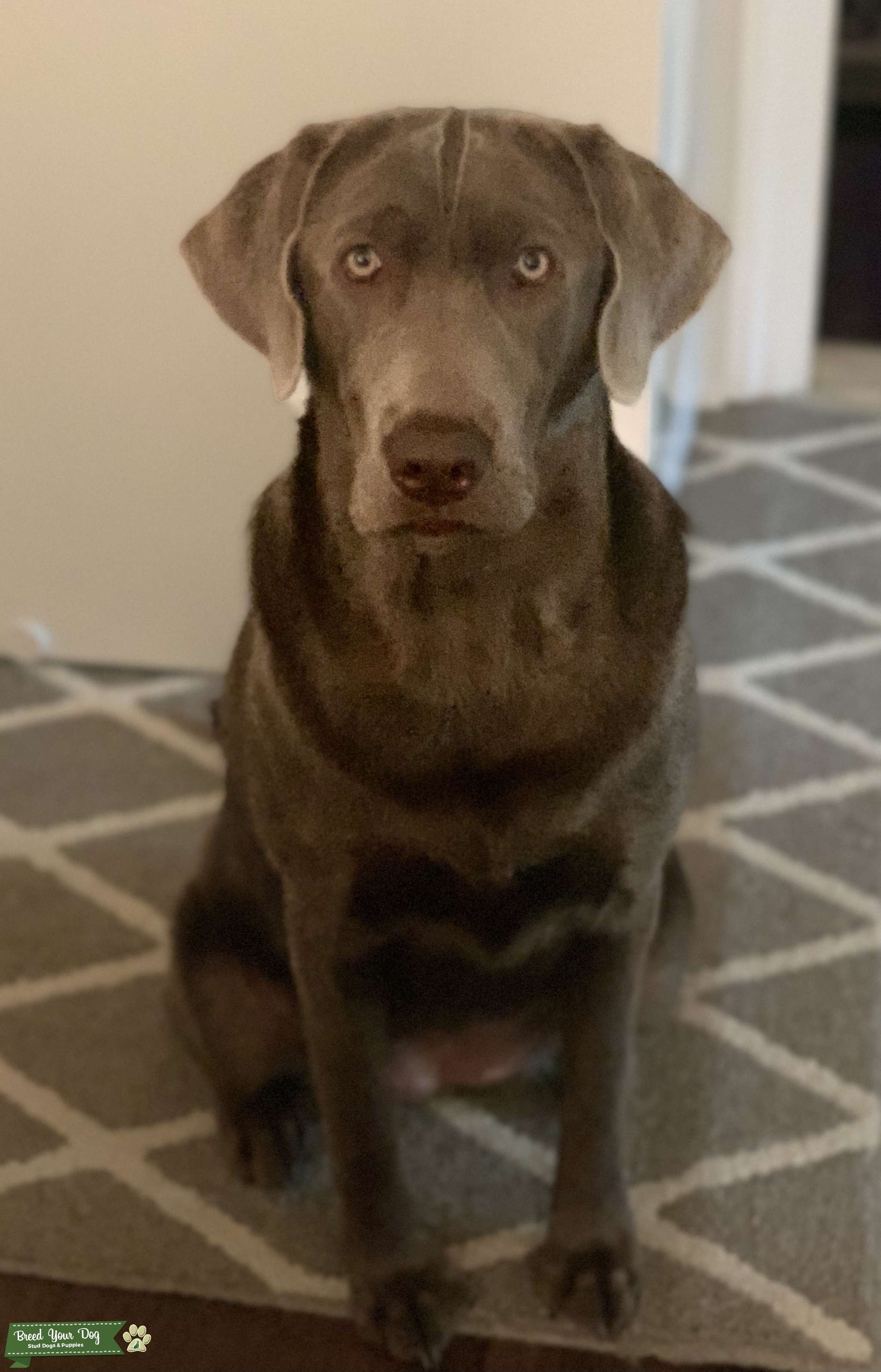 Silver lab Stud Dog in Southcoast , United States Breed Your Dog