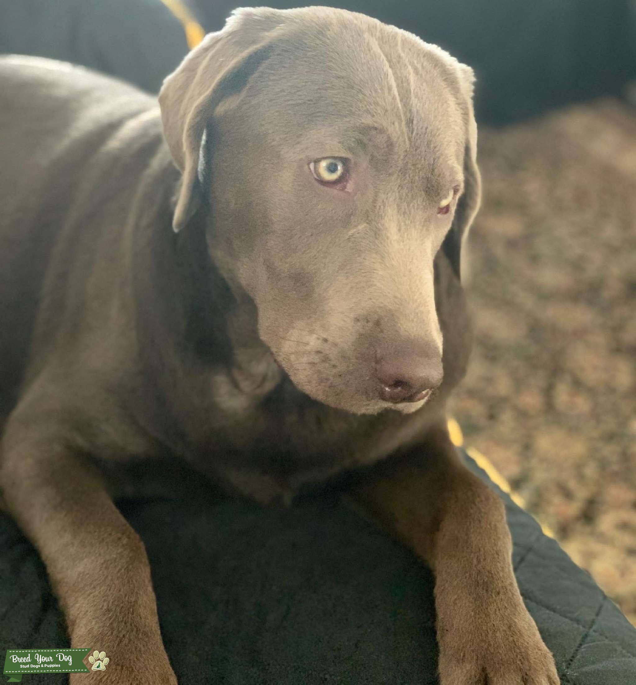 Silver lab Stud Dog in Southcoast , United States Breed Your Dog