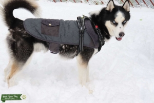 Siberian Husky Stud Listing Image