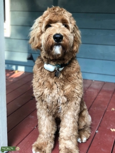 F1 Goldendoodle for Stud Listing Image