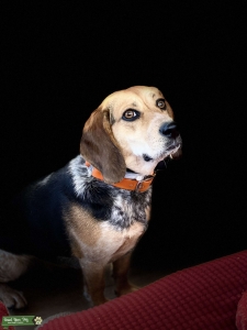 Looking for Male beagle  Listing Image