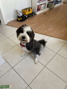 Sheepadoodle Stud Listing Image