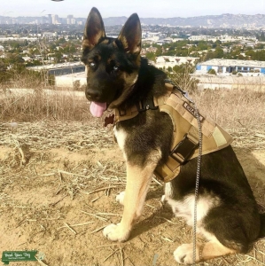 Gerberian shepsky stud Listing Image