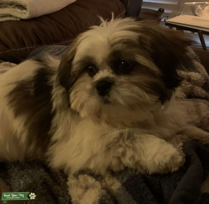 Shedless Shih Tzu Listing Image