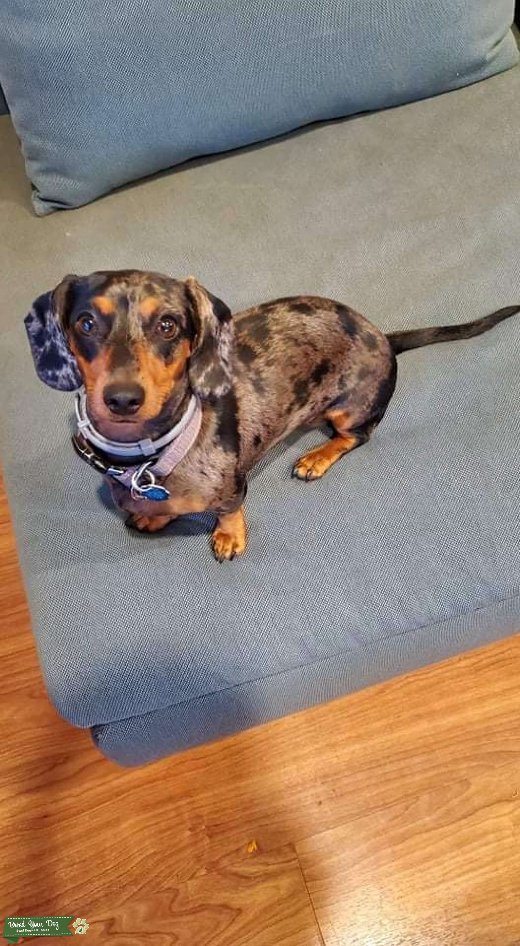 Miniature dachshund Stud Dog in Santa Cruz County , United States