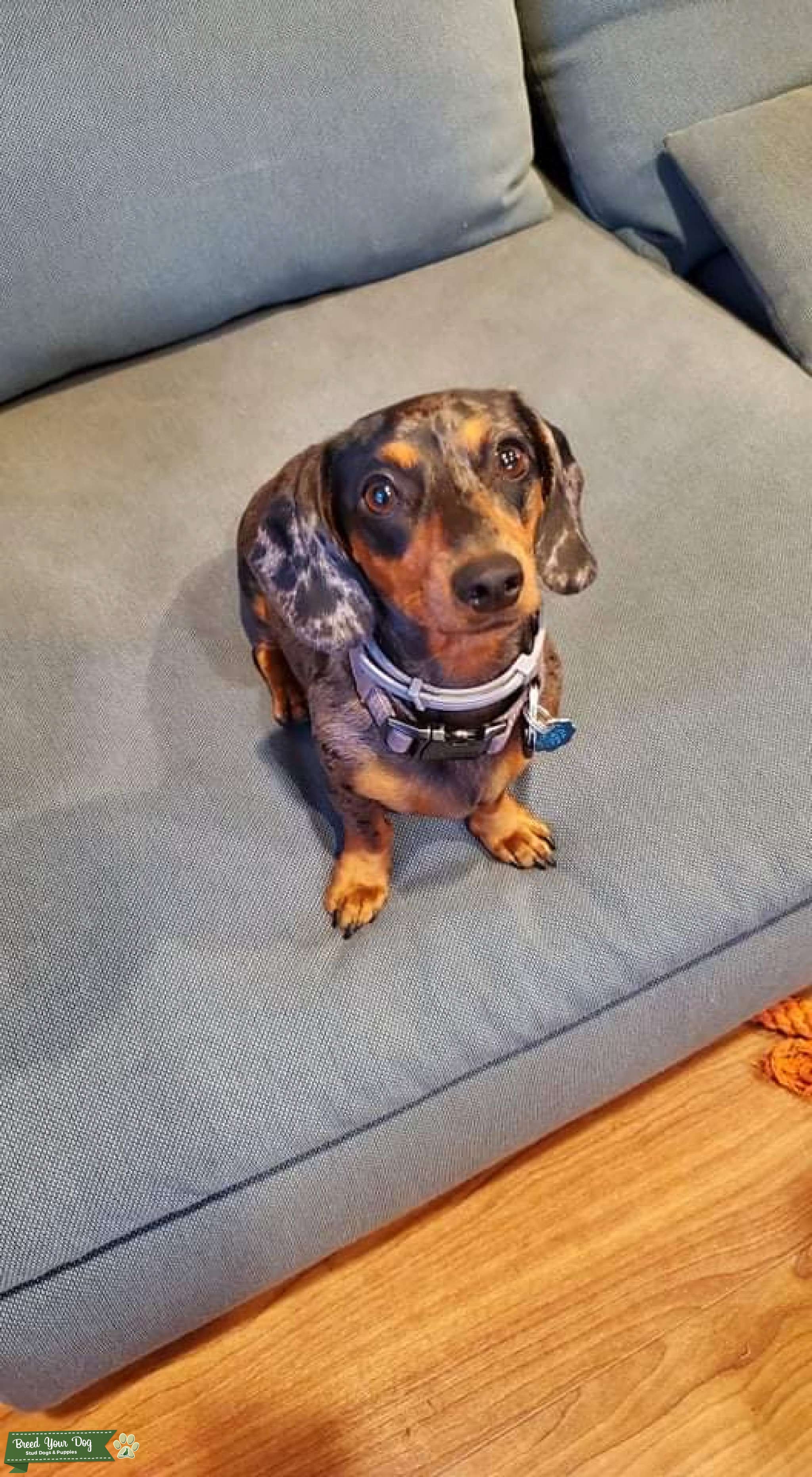 Miniature dachshund Stud Dog in Santa Cruz County , United States