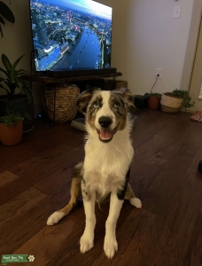 Blue Merle  Listing Image