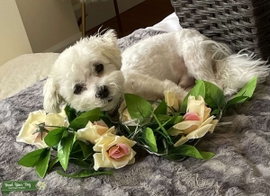 Looking for Maltese Female to breed Listing Image