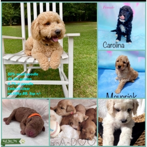 Goldendoodle F1 mini Listing Image