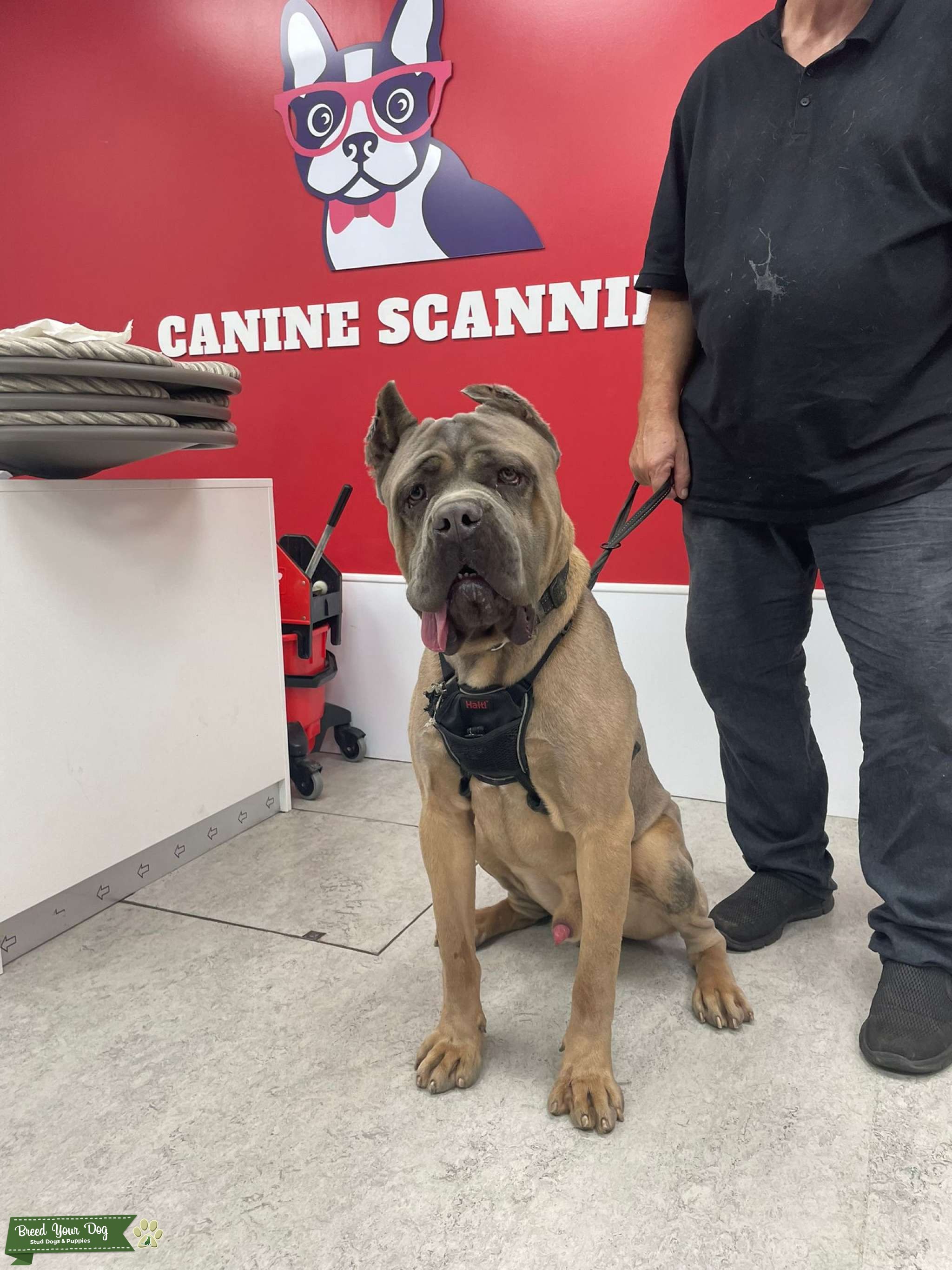 Formentino Cane Corso Stud Dog in NORTH WEST , the United States