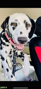 Seeking male Dalmatian Listing Image