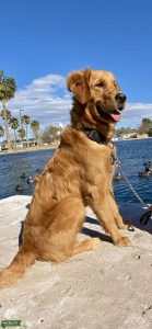 Golden retriever Stud Listing Image