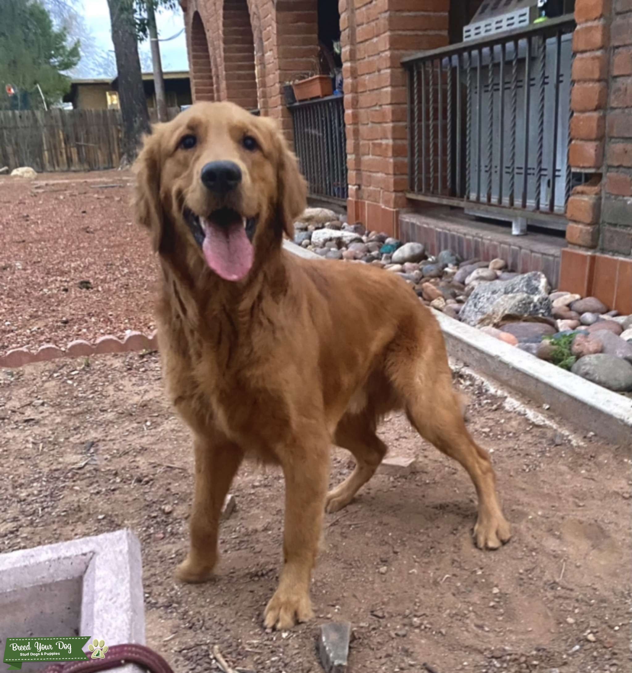 Golden retriever Stud Stud Dog in Pima, United States Breed Your Dog