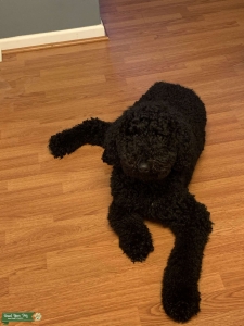 Poodle Listing Image