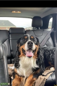 Bernese Mountain Dog Listing Image