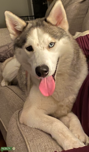THOR PURE BRED SIBERIAN HUSKY Listing Image