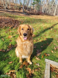 Gold Retriever Listing Image