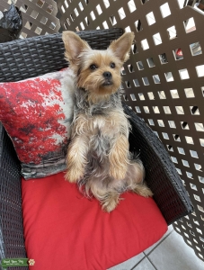 Male yorkie  Listing Image