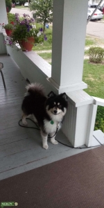 Pomsky Listing Image